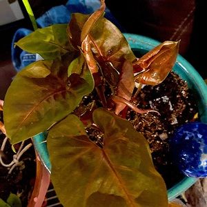 Syngonium Maria Ships Bare Root via USPS PRIORITY MAIL